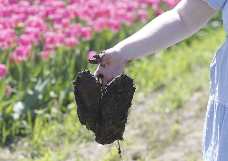 A festival goer holds her muddy sandals during the Earth Day opening of the  Richardson Farm Tulip Festival on Wednesday, April 22. More than 1 million vibrant flowers in over 75 varieties will be in bloom. About 350,000 new tulip bulbs were planted in the fall of 2025 in a butterfly pattern near a private lake on the property, said George Richardson. Hours are 10 a.m. to 6:30 p.m. The festival typically lasts for two to three weeks, depending on the blooms.