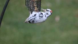 Good Natured in St. Charles: Aberrant coloration proves a puzzler in birds