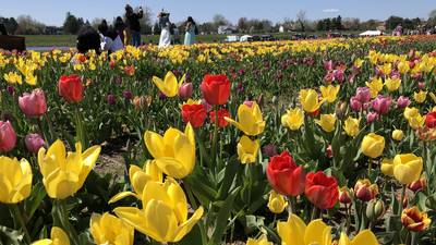 Photos: Tulip time at Richardson Adventure Farm