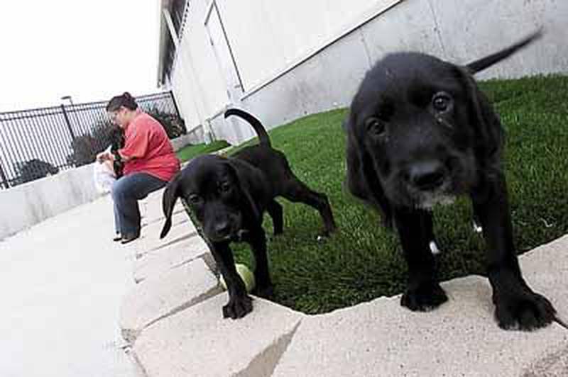 Three-week-old puppies wander the patio of the TAILS Humane Society Friday in DeKalb as Katia Birkett and her daughter Kendalyn, 5, keep the animals company during a visit. Executive Director Beth Drake said the Fourth of July is a frightening time for any animal, especially dogs. “If you know that your dog doesn’t like thunderstorms, the probablility of them not liking fireworks is high,” she said. Chronicle photo KATE WEBER
