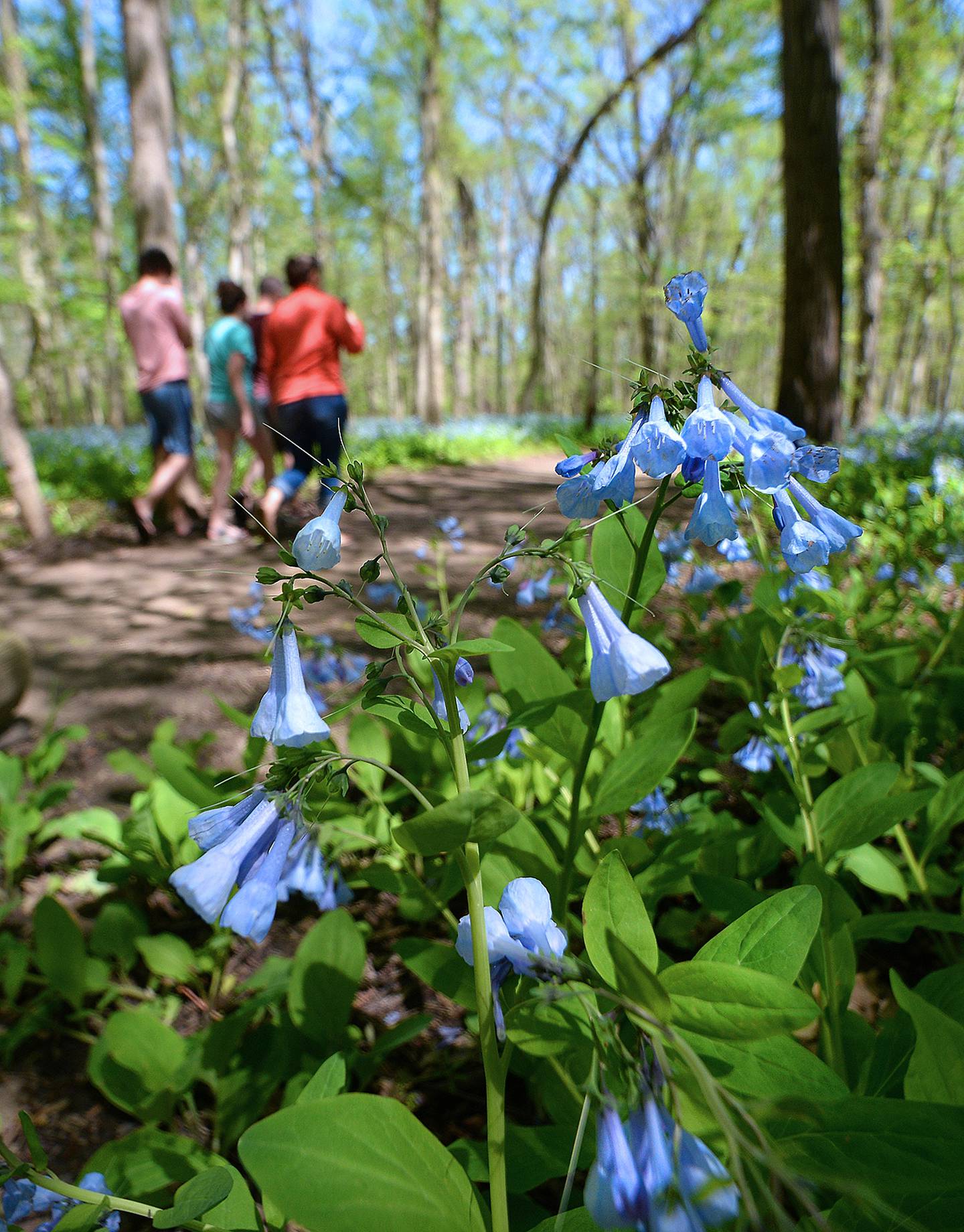 Bluebell flowers in Starved Rock State Park