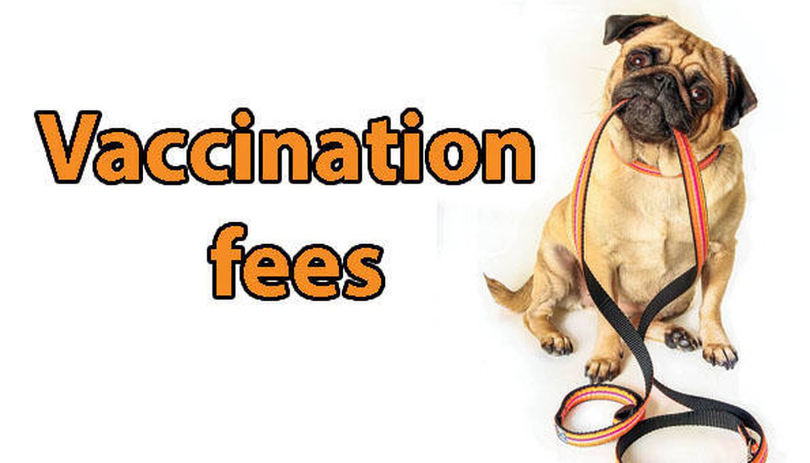 County raises dog vaccination fees Shaw Local