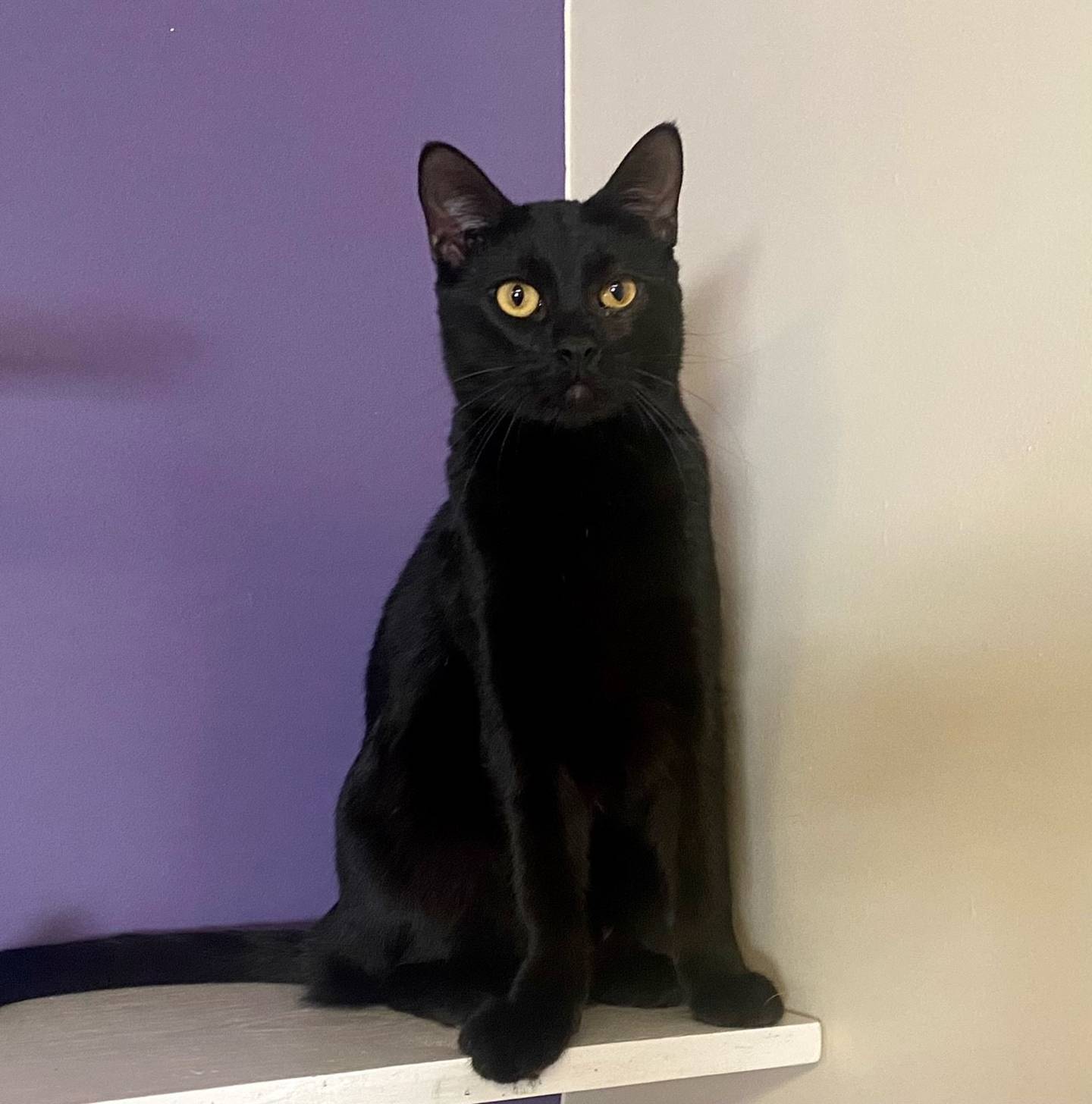 Abraham is a 2-year-old domestic shorthair. He is friendly, outgoing, and playful. Abraham quickly gets along with other animals and children. For more information on Abraham, including adoption fees please visit justanimals.org or call 815-448-2510.