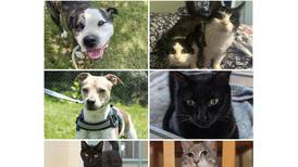 Will County Pets of the Week: Aug. 12, 2024