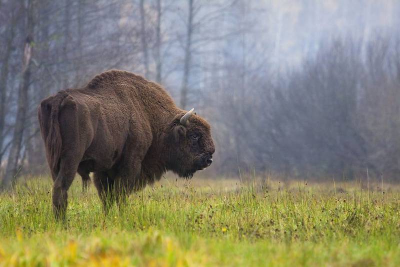 A bison grazes in 2013 in a forest in eastern Poland. Kane County Forest Preserve Commissioners approved a plan this week to bring bison to the Burlington Prairie Forest Preserve.