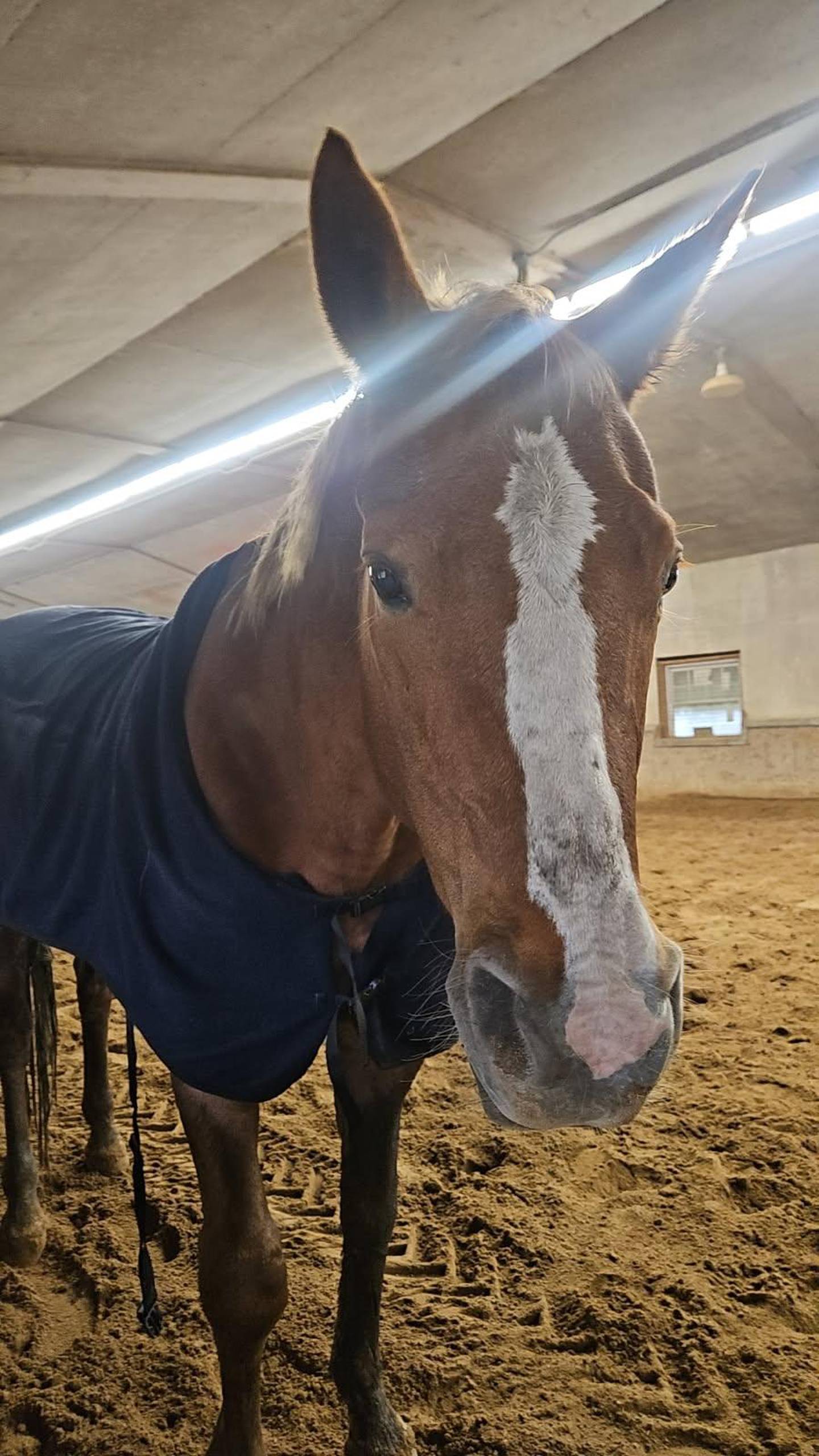 Icy, a 19-year-old mare, was rescued from a mucky pond on Tuesday, Oct. 21, 2025, in McHenry.