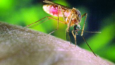 Mosquitoes test positive for West Nile virus in Lake County