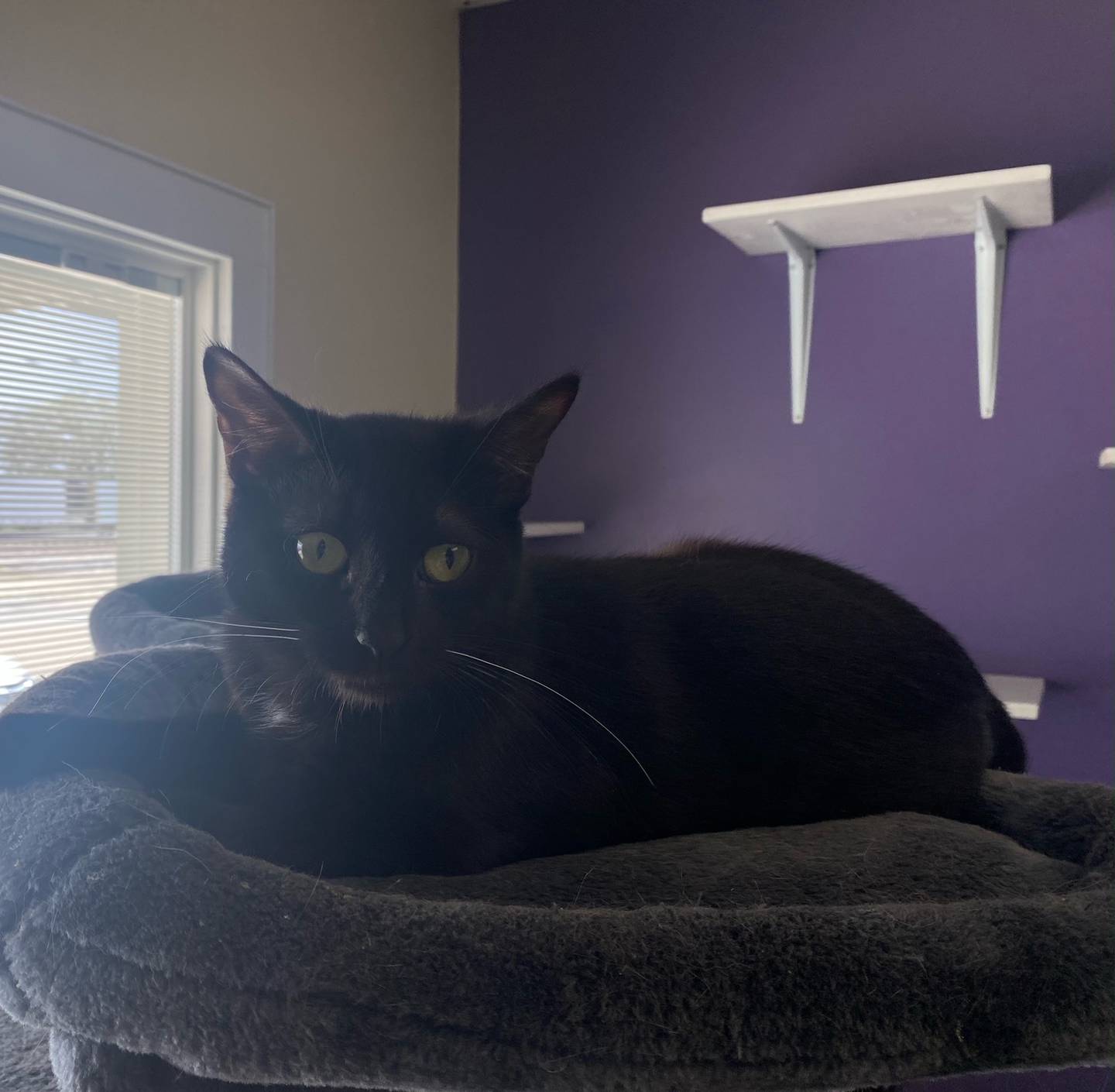 Miss Midnight is relaxed with a playful spirit. She is very affectionate and is good with other cats. Miss Midnight is shy upon first meetings, but comes out of her shell with time. To meet Miss Midnight, visit  justanimals.org or call 815-448-2510.