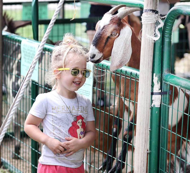 Norah Gallup, 3, from Oswego, meets one of the goats at the petting zoo Wednesday, Sept. 7, 2022, on opening day of the Sandwich Fair. The fair continues this week through Sunday.