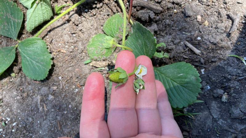 Everbearing strawberries freshly planted with berries and flowers needing to be removed.