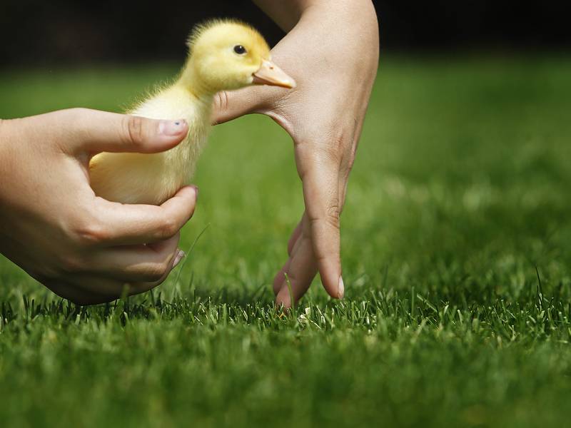 Down the Garden Path: Pet-friendly landscaping
