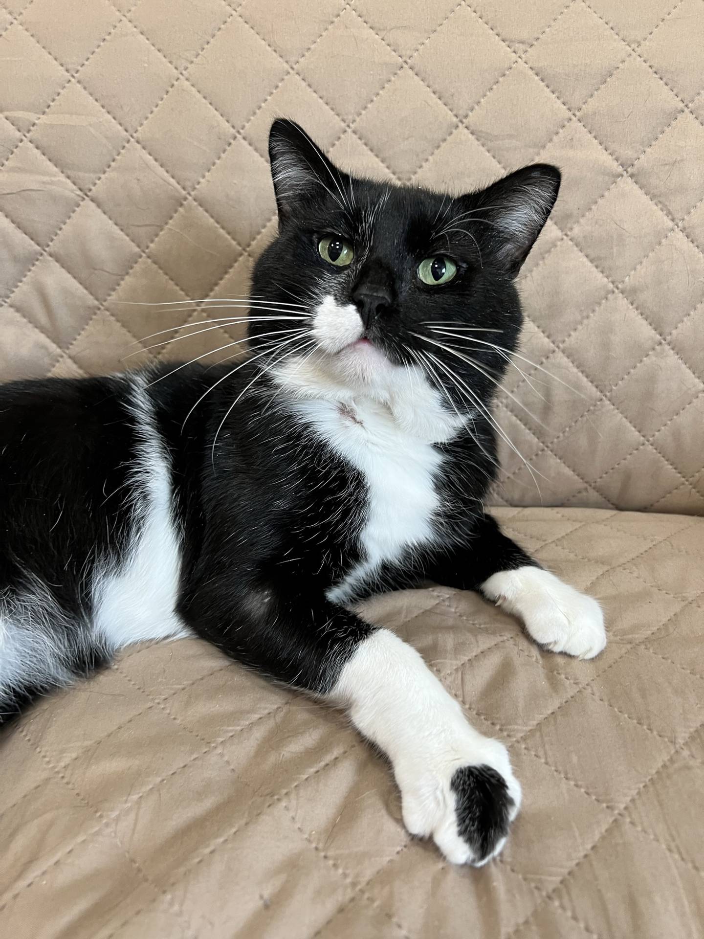 Mackinac is 2-year-old domestic shorthair that was found as a stray. He is a friendly, outgoing, and just wants to be loved. He enjoys pets and attention and eagerly greets everyone. Mackinac is FIV-positive and must be the only cat in a home, live with other FIV positive cats or possibly live with other non-aggressive cats. To meet Mackinac, email catadoptions@nawsus.org.