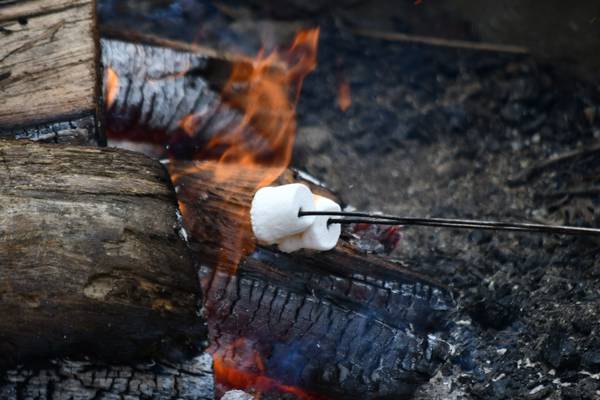 Courting love birds: Kendall County forest preserve offering Valentine’s Day stroll, campfire 