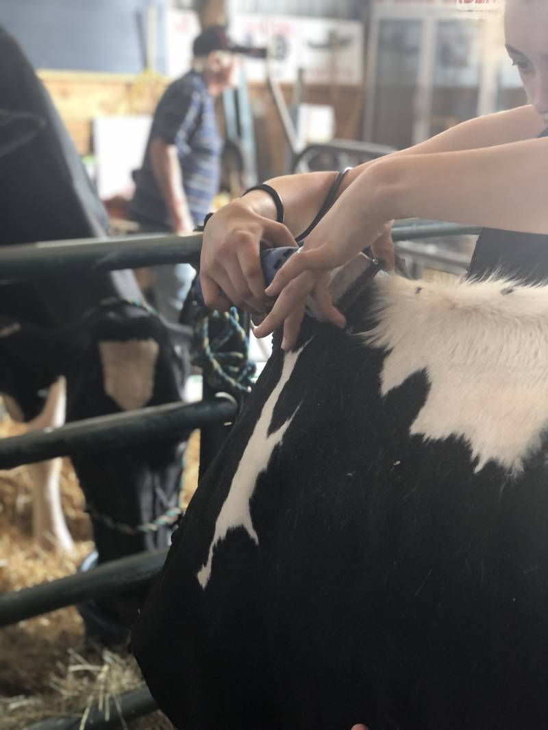Brooke Mueller, 14, of Broadhead, Wisconsin, trims her one-year-old Holstein heifer's coat on Sunday, June 4, 2023, before the Junior Dairy Cattle Show at Harvard's Milk Days.