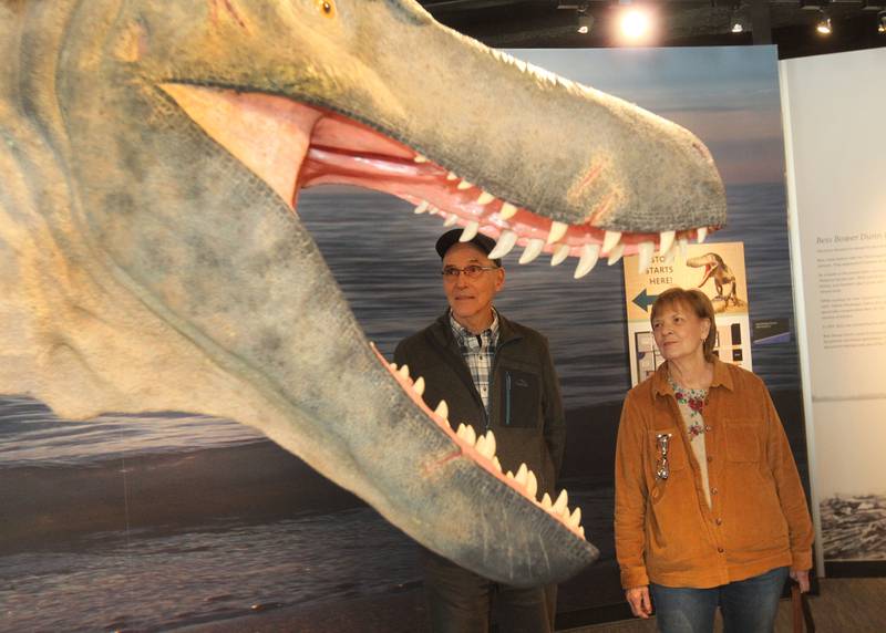 Terry and Judi Camacho, of Schaumburg look at a Dryptosaurus dinosaur on permanent display as they make their way from the Dinosaurs: Fossils Exposed exhibit at the Dunn Museum on October 28th in Libertyville. The exhibit is sponsored by the Preservation Foundation of the Lake County Forest Preserves and runs through January 15, 2024.
Photo by Candace H. Johnson for Shaw Local News Network