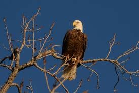 5 Things to Do in Will County: ‘Dive-In Movie’ in Romeoville, Eagle Watch and more this weekend