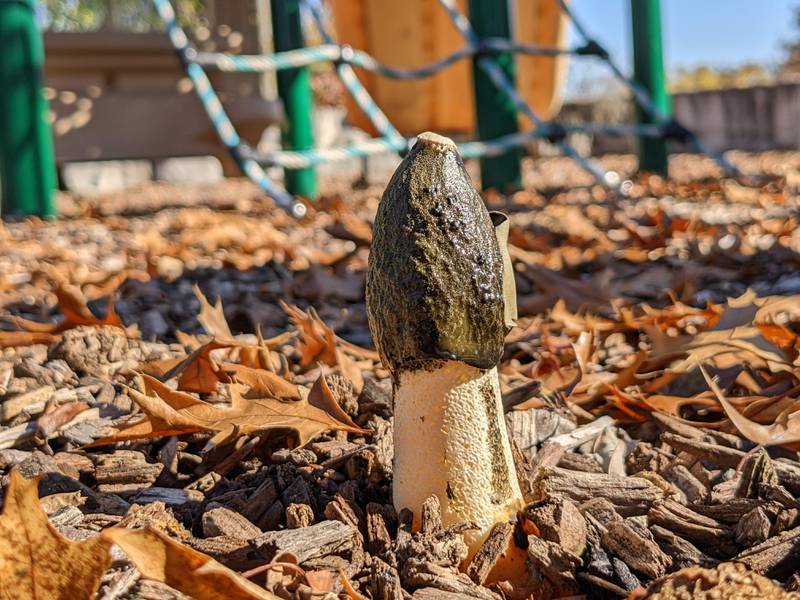 A Ravenel’s stinkhorn grows amid the wood chips at a local playground. These powerful decomposers, it turns out, are mighty stinkin’ strong.