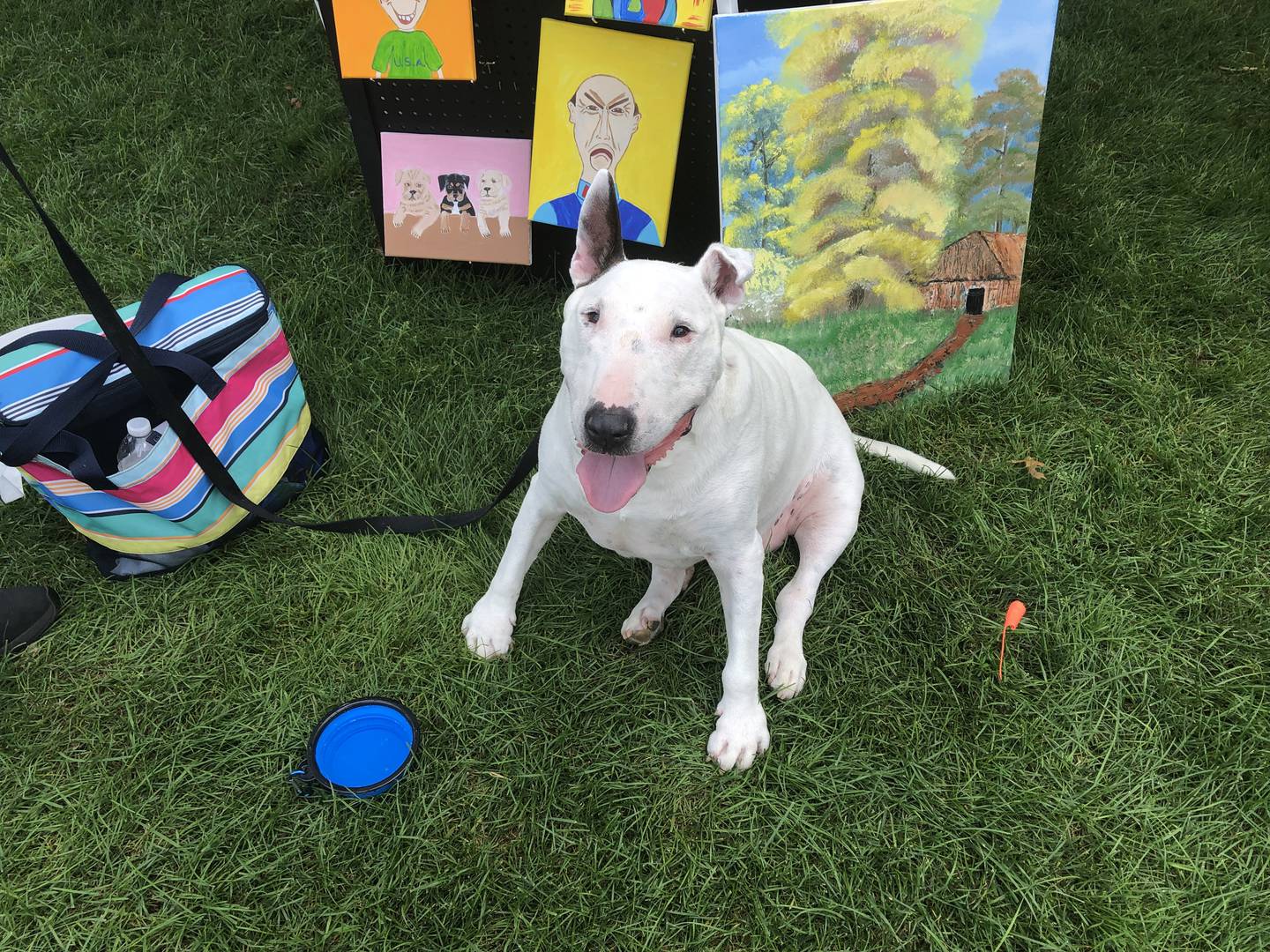 A dog, Tyler, enjoys Pawfest in Huntley Aug. 3, 2024.