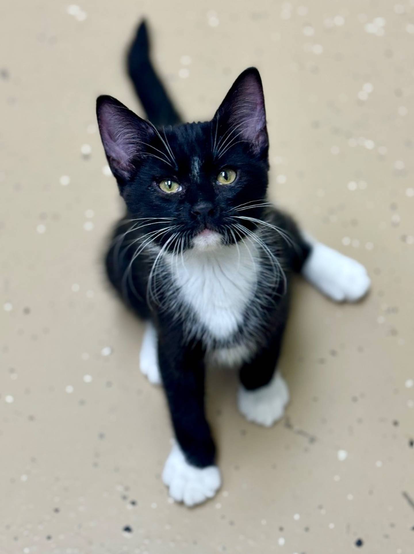 Jupiter is a 19 week old, nervous tuxedo kitten. spooks easily, so he needs a calm home with no young children. He is loving when given the time to get comfortable with his people.  Contact the Will County Humane Society at willcountyhumane.com and follow the instructions for the adoption process.