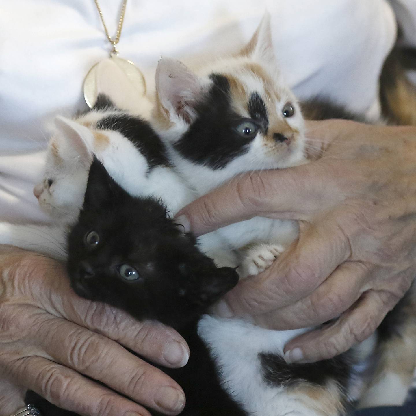 Lee Linklater holds some kittens available for adoption on Wednesday, Nov. 29, 2023, at Assisi Animal Foundation in Crystal Lake. The holiday season is a busy and difficult time for rescues, with people giving up pets because of inflation and families looking to adopt for the holidays.