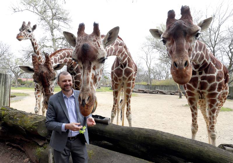 Dr. Michael Adkesson, president and CEO of the Chicago Zoological Society and director of Brookfield Zoo feeds some of the giraffes Friday April 29, 2022 in Brookfield. Adkesson, who took the helm of the zoo six months ago talks about part of the zoo's new master plan.