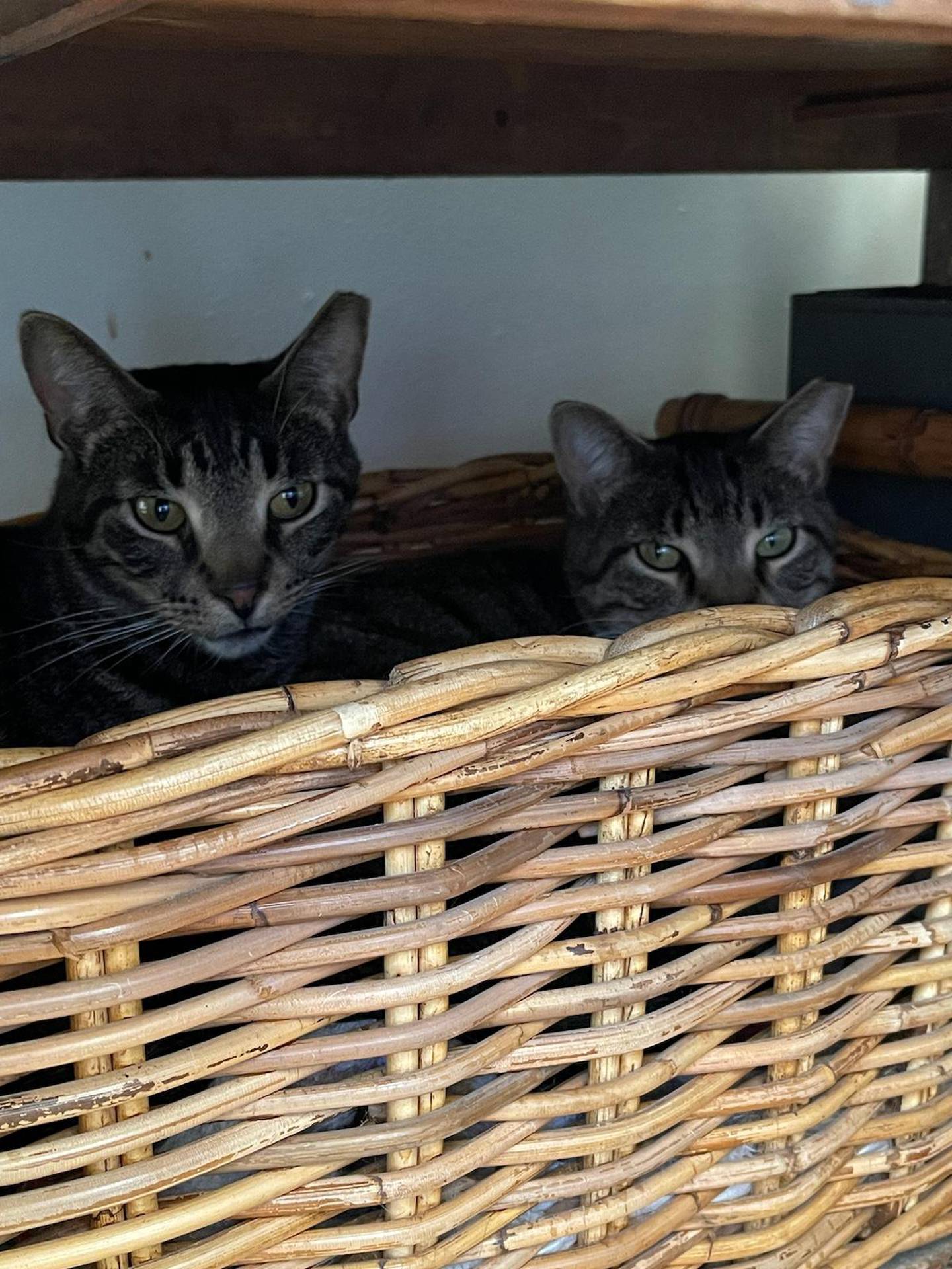 Stripes and Junior are a pair of bonded tabbies who are learning to trust and enjoy the comforts of a real home. Stripes and Junior are timid but are becoming bolder in foster care. They get along well with other friendly cats and need a patient adopter. To meet Stripes and Junior, visit ForgetMeNotRescue.com/adoptables.