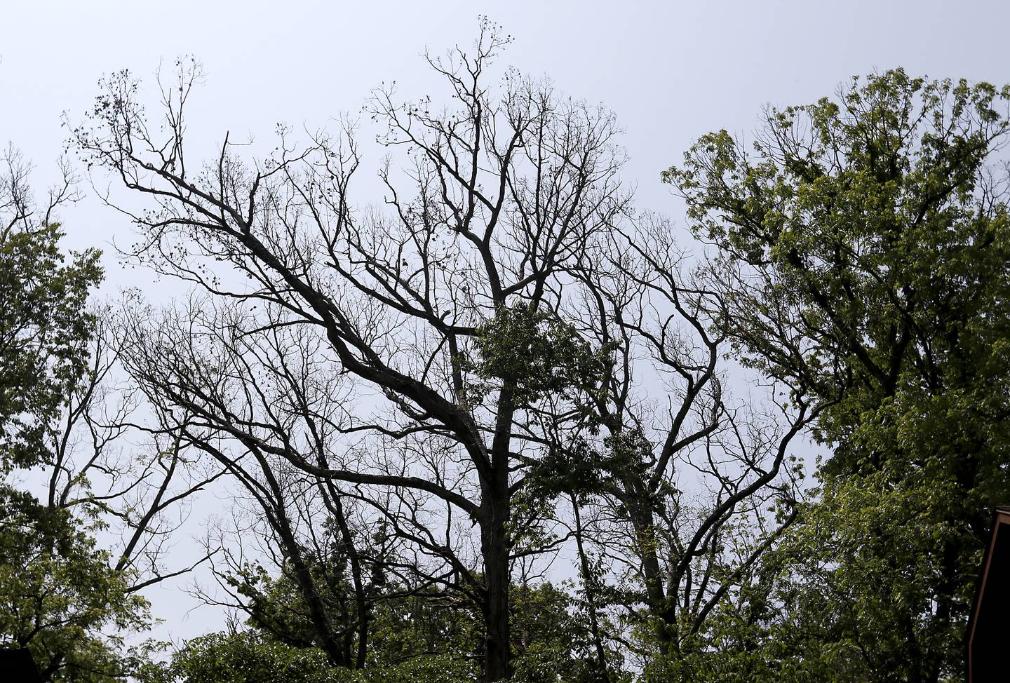 A tree bing killed by Spongy Moths on Tuesday, May 23, 2023, near Frank Gualillo’s home. Spongy Moths are infesting many trees across McHenry County, resulting in damage, death and cut-downs.