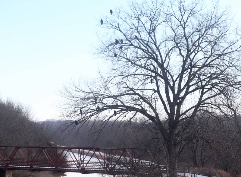 Over a dozen bald eagles rest in a tree overlooking Lock 19 on theHennepin Canal on Wednesday, Jan. 15, 2025 near Wyanet. About a 300 foot stretch of the canal remains unfrozen in that area allowing the eagles to have a healthy habitat.