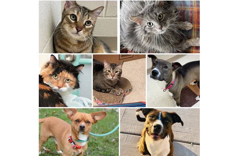 The Herald-News presents this week’s Pets of the Week. Read the description of each pet to find out about it, including where it can be adopted in Will County.