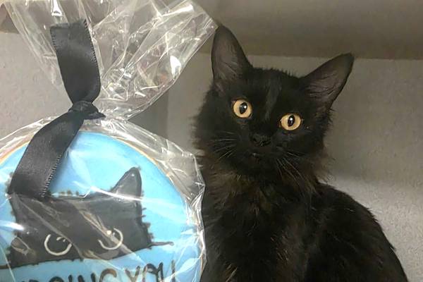 Young cat has a lot of love to give to forever family