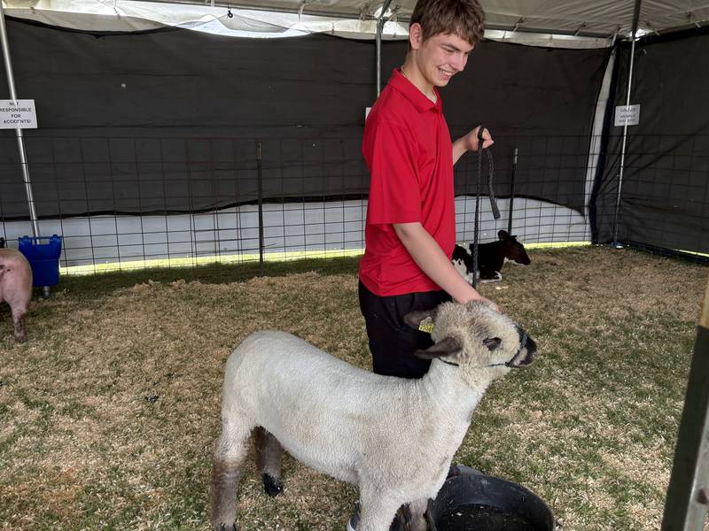 Tate Nicolai works with a sheep during Harvard Milk Days June 7, 2025.