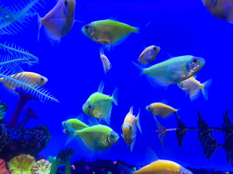 All Creatures Great & Small - Three things to know when starting an aquarium
