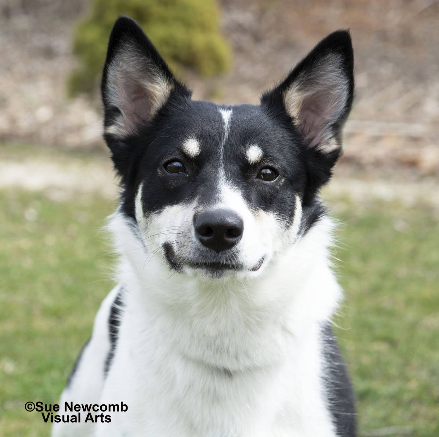 Olivia is a young, female heeler/border collie mix with plenty of energy and love. She is a quick learner and will sit and go into her crate for a treat. If you are interested in Olivia, we highly recommend that you research herding breeds. Contact the Will County Humane Society at willcountyhumane.com and follow the instructions for the adoption process.