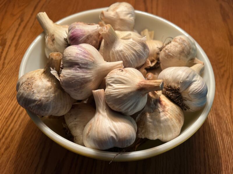 Photo of garlic bulbs