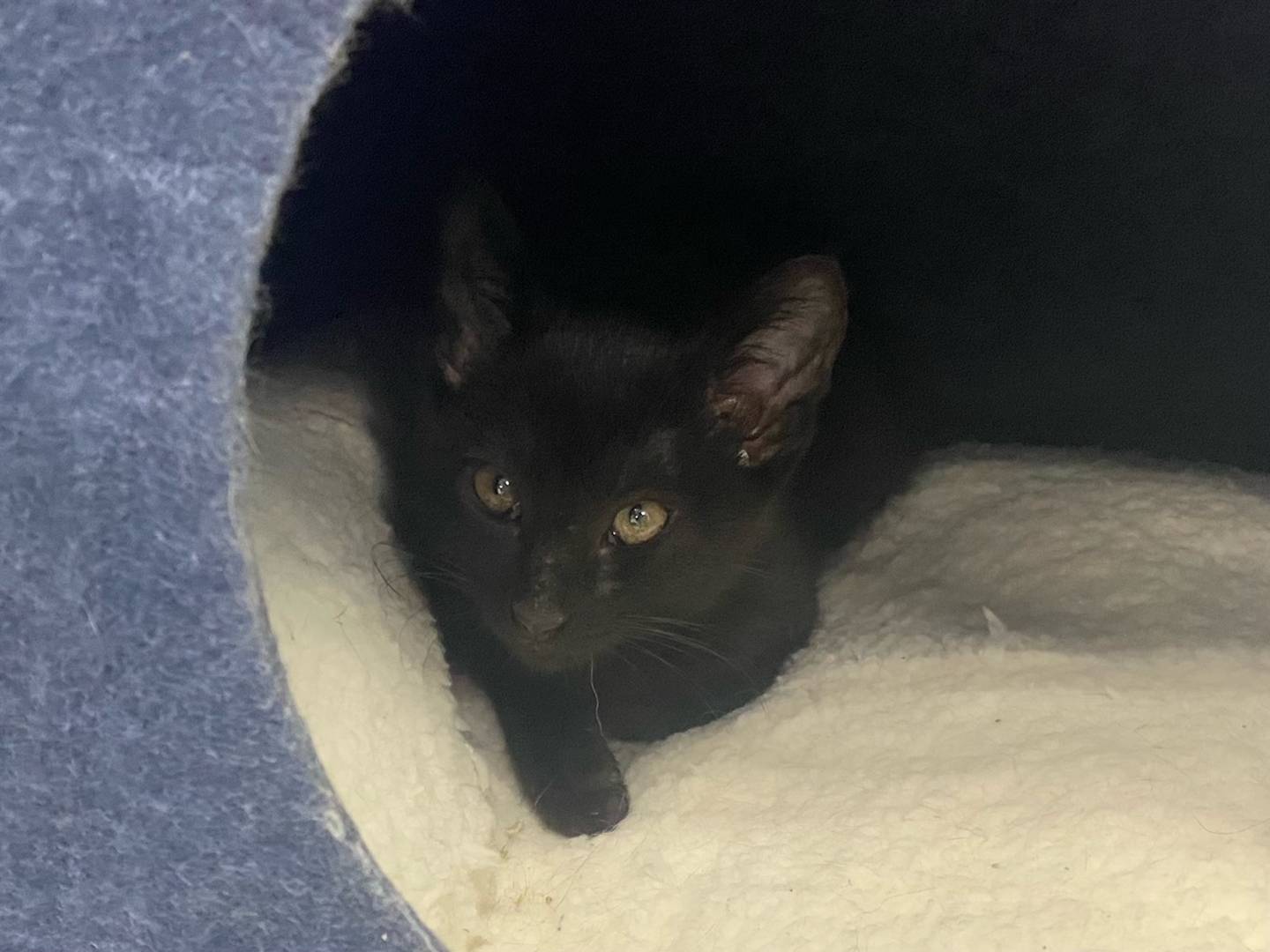 Lion-O is 4- month- old black domestic shorthair. He is very relaxed and is good with other cats. Lion-O is very affectionate and would make a great addition to any family . For more information on Lion-O, contact Forepaws at megan@forepawspets.com. Visit https://www.forepawspets.com/