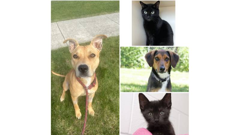 The Herald-News presents this week’s Pets of the Week. Read the description of each pet to find out about it, including where it can be adopted in Will County.