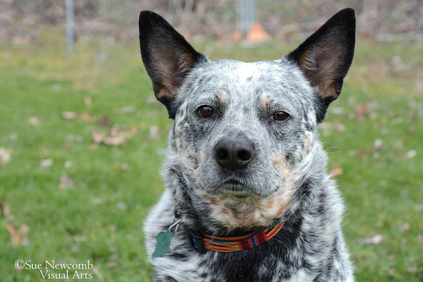 Arlo is a 4-year-old cattle dog mix who was returned to the shelter due to unforeseen circumstances in his home. He is super sweet and enjoys spending time with people and playing with toys. Contact the Will County Humane Society at willcountyhumane.com and follow the instructions for the adoption process.