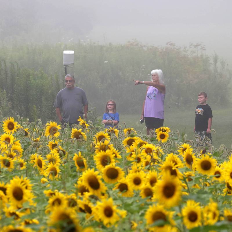 Andy and Erica Salemi, from DeKalb, take a walk with their grandkids Clara, 6, and Gus, 7, Monday, July 22, 2024, in the sunflower field at Shabbona Lake State Recreation Area in Shabbona Township.