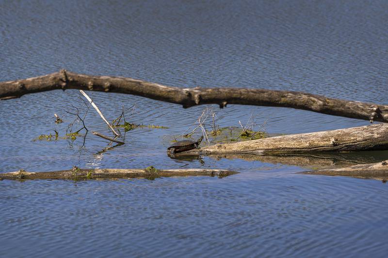 A turtle suns itself Saturday, March 21, 2026, at Franklin Creek State Park.