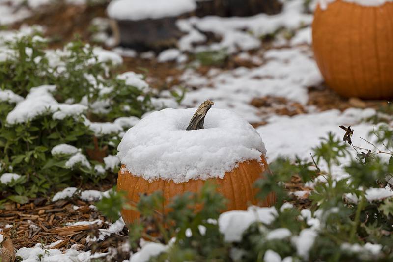 Snow on a pumpkin displays the transition of seasons Tuesday, Nov. 15, 2022 in Dixon. The Sauk Valley woke up to a coating, the first of the year.