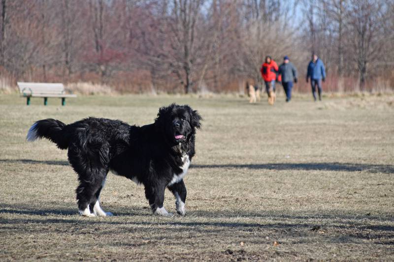 Enjoy a fun winter outing with your pup and some hot beverages during the Forest Preserve District of Will County’s Mutts and Mugs program on Saturday, Feb. 2, 2025 at Forked Creek Preserve – Ballou Road Access near Wilmington.