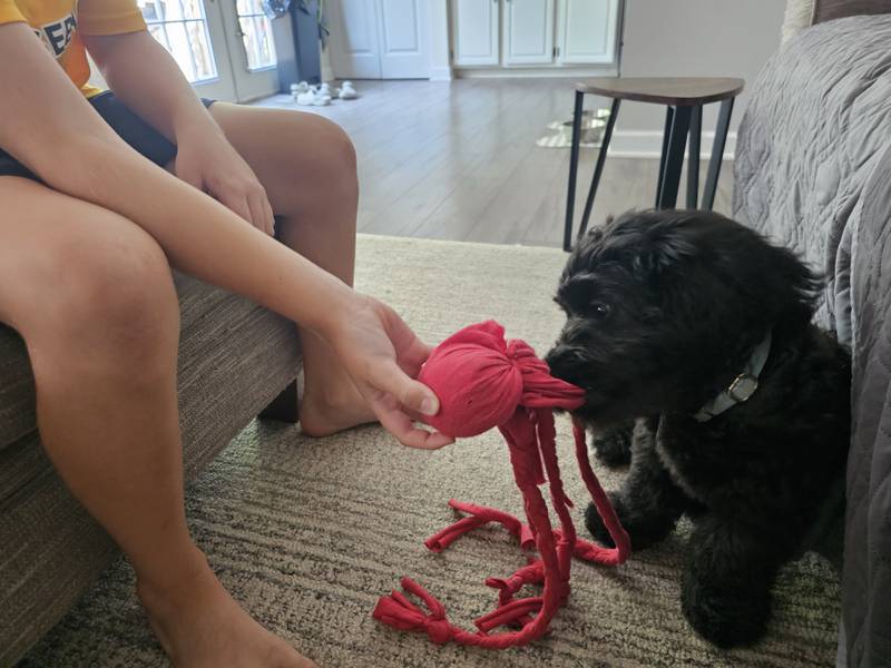 Braeden Cable of Lake in the Hills makes dog toys out of T-shirts and is one of the members of the Huntley chamber's farmers market program for kids.