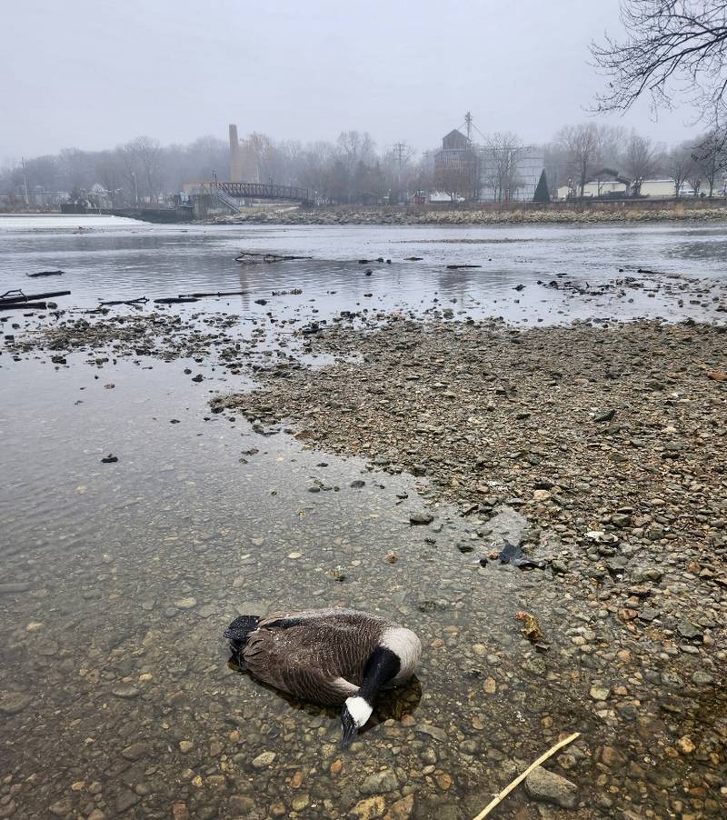 After multiple dead Canada Geese washed up on the banks of the Fox River in Yorkville authorities determined a hunter was the culprit not the highly contagious avian influenza virus.