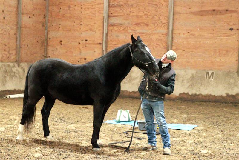 Horse Trainer Mitch Borenstein works with Prince at Casey’s Safe Haven in Maple Park.