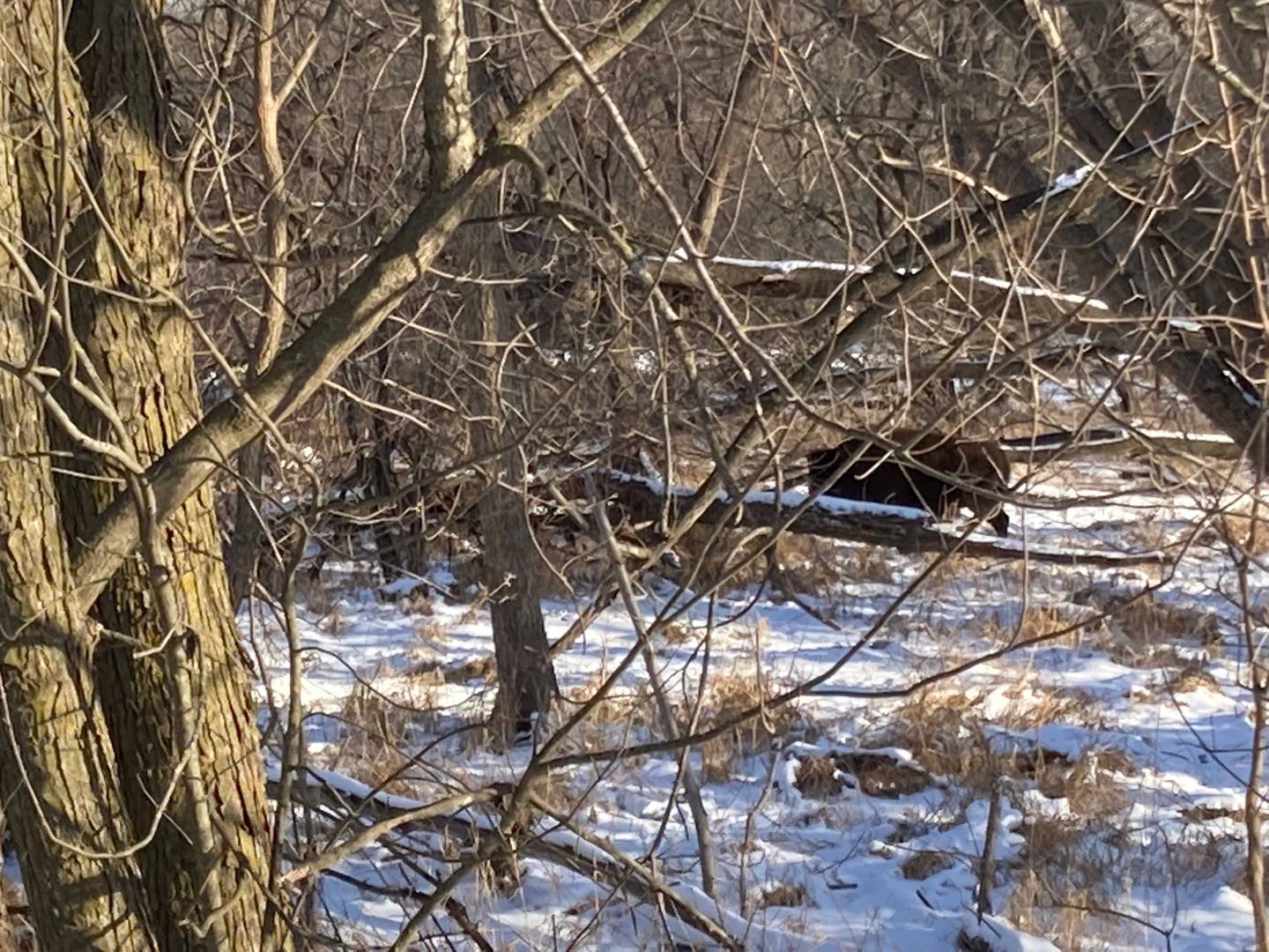 A bison that escaped while en route to Milk & Honey Farmstead in Wauconda was photographed earlier this winter in a nearby forest. The owners have been aware of the bison's location but the process of bringing them onto the farm is complicated, they said.