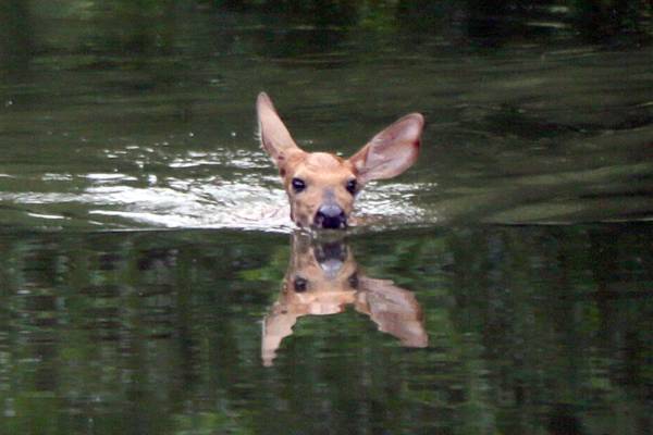 As summer nears, experts remind residents to avoid handling wild animals and birds