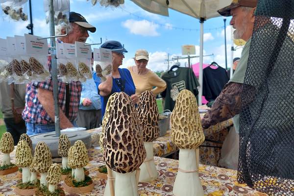 5 Things to Do: Morel Fest & Burger Bash, Whiskey Dinner, Sip ‘N’ Sip in Utica this weekend