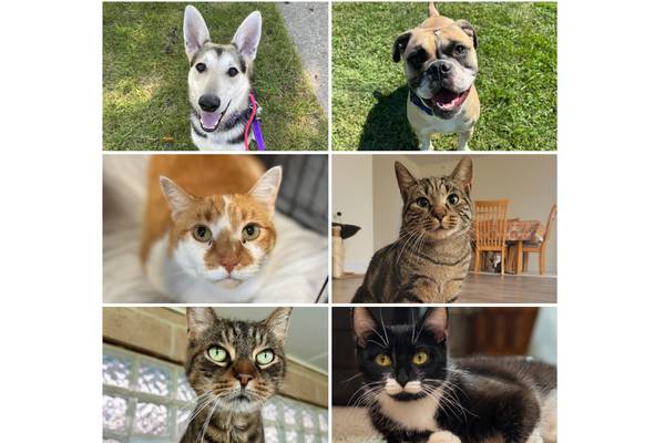 Will County Pets of the Week: Sept. 29, 2025