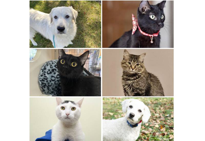 The Herald-News presents this week’s Pets of the Week. Read the description of each pet to find out about it, including where it can be adopted in Will County.