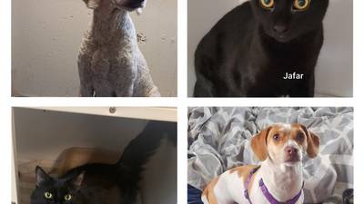 Morris Herald-News Pets of the Week: March 20, 2023